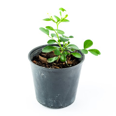 Home plant in pot isolated on white background