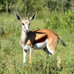 springbok antelope