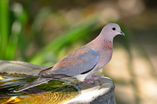 Dove at watering place