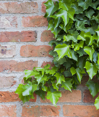 Ivy growing on a brick wall