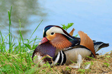 male of Mandarin Duck (Aix galericulata) in wedding dress