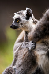 Naklejka na ściany i meble Baby Ring Tailed Lemur
