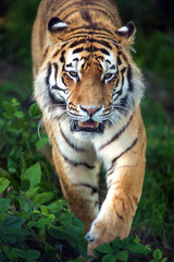 Naklejka premium Siberian Tiger