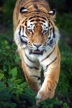 Siberian Tiger