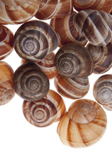 Snails isolated on white background