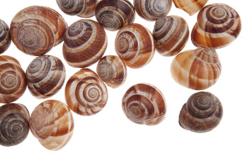 Snails isolated on white background