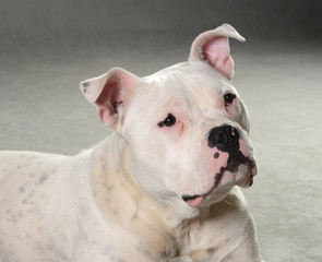Obraz premium dog