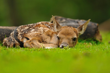 Just born young fallow deer