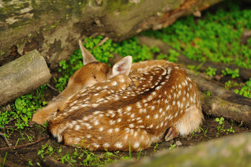 Just born young fallow deer