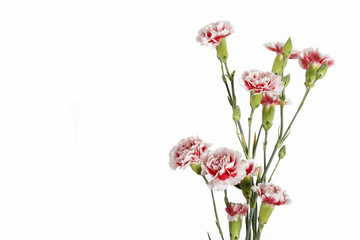 Red and white carnation flower isolated on white background