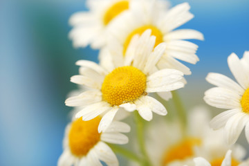 Beautiful wild camomiles, outdoors