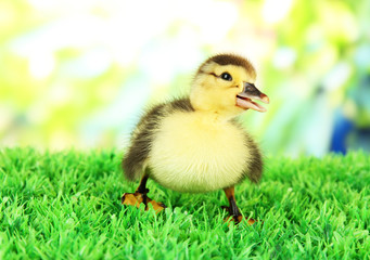 Cute duckling on green grass, on bright background