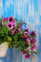Purple petunia in flowerpot on wooden background