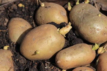 potatoes for planting