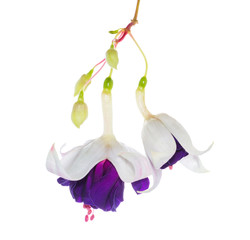 fuchsia flower with bud isolated on white background, Deep Purpl