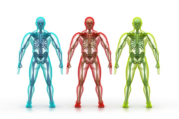X-ray illustration of human body and skeleton.