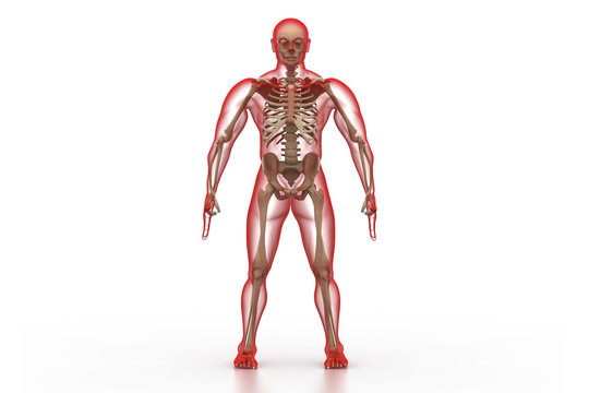 X-ray illustration of human body and skeleton.
