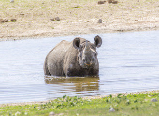 Black Rhino standing in water