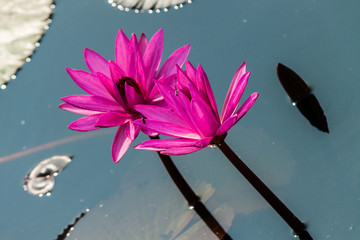 The Lake of water lily