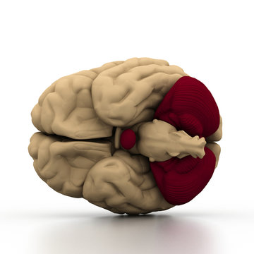 Human brain.