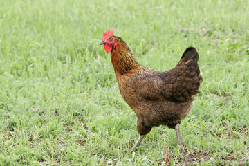 Hen outside in the meadow