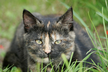 Cat in a grass