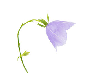 bell isolated