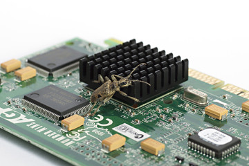 Computer Bug