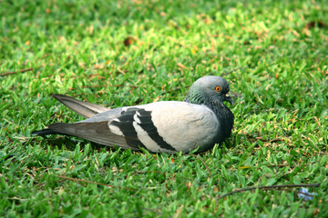 Pigeon