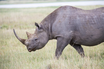 Black Rhino walking