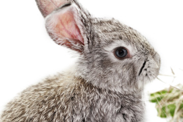Gray rabbit