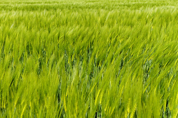 Green wheat