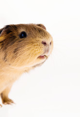 Red guinea pig