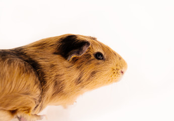 Red guinea pig