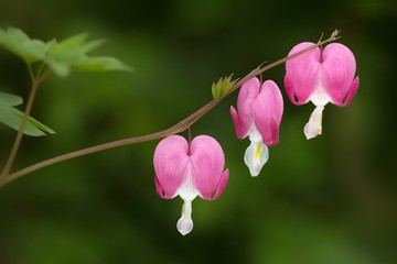 Fototapeta premium Tränendes Herz / Bleeding Heart