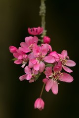 Zierapfelblüten / Apple blossoms