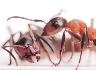 ants formica rufa conflict