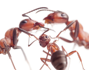 peace and love in ants family, focus on baby