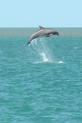 Fototapeta premium Dolphin leap 2