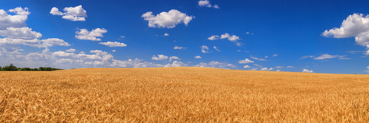 Wheat field