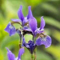Foto op Plexiglas Iris iris sibirica with bumble-bee