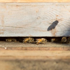 Honigbienen am Bienenstock / Honeybees at the hive