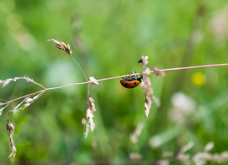 Ladybird on a grass stem