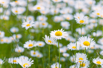 Fototapeta premium Meadow full with ox exe daisy flowers