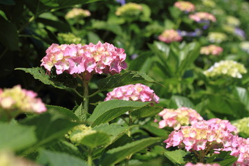 成就院のあじさい