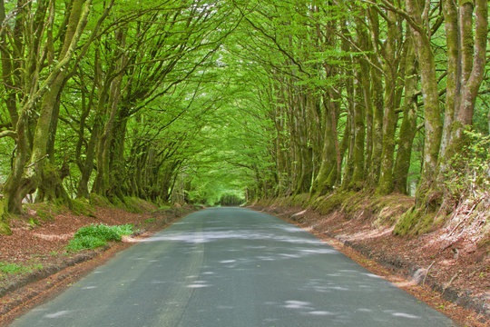 Beech tree (fagus sylvaticus) canopy over a road in Devon UK