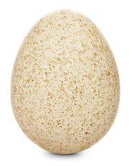 turkey egg
