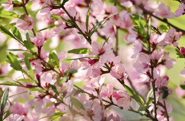 Obraz na płótnie Canvas Cherry blossoms