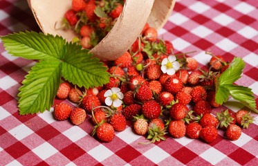 Wild strawberries © Piotr Krzeslak