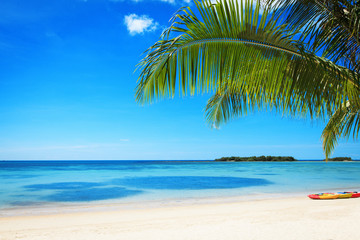 Plakat Ветки пальмы на фоне моря и неба